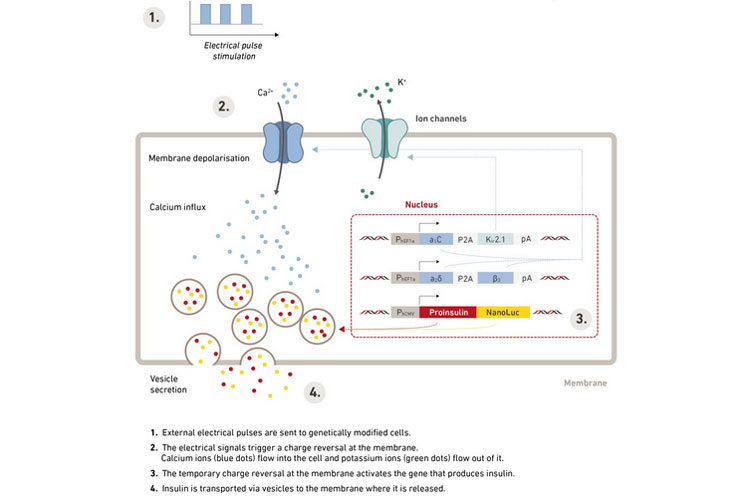 Схема стимуляции клеток электрическими импульсами для воздействия на гены, ответственные за выработку инсулина